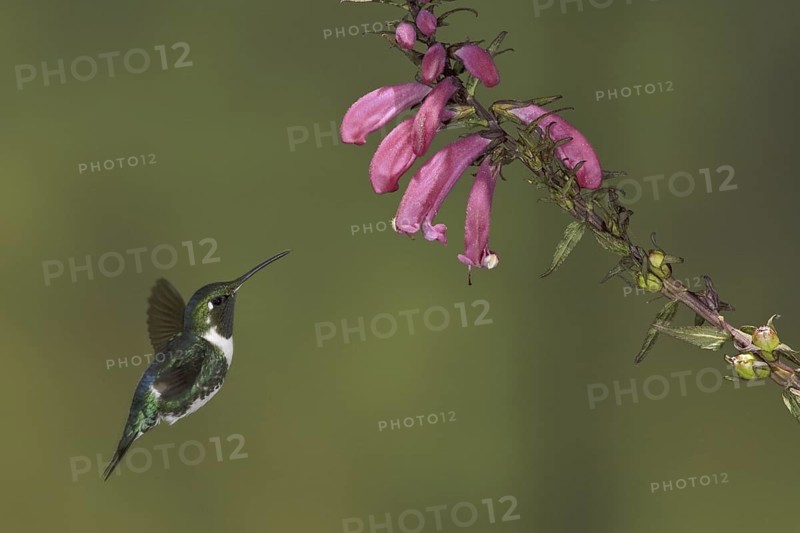 White-bellied Woodstar (Chaetocercus mulsant) male flying and feeding at flower, Ecuador