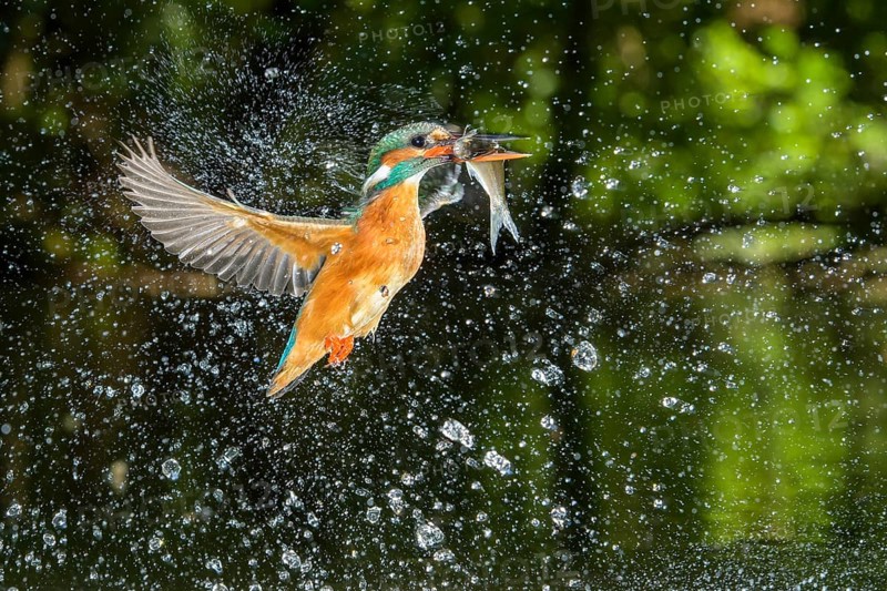 Common Kingfisher (Alcedo atthis) female fishing, Lower Saxony, Germany