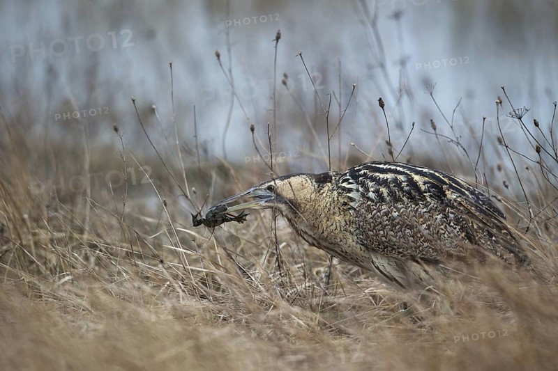 Eurasian Bittern (Botaurus stellaris) foraging, Burgenland, Austria