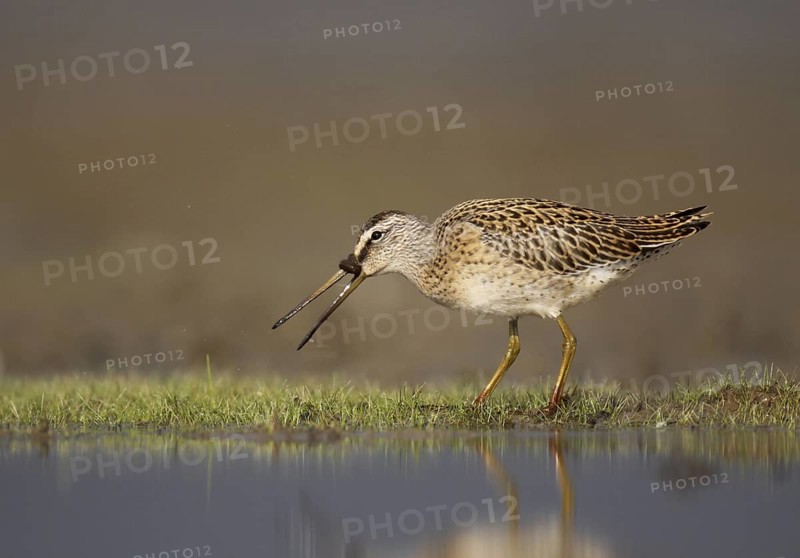 Short-billed Dowitcher (Limnodromus griseus), Ohio, USA