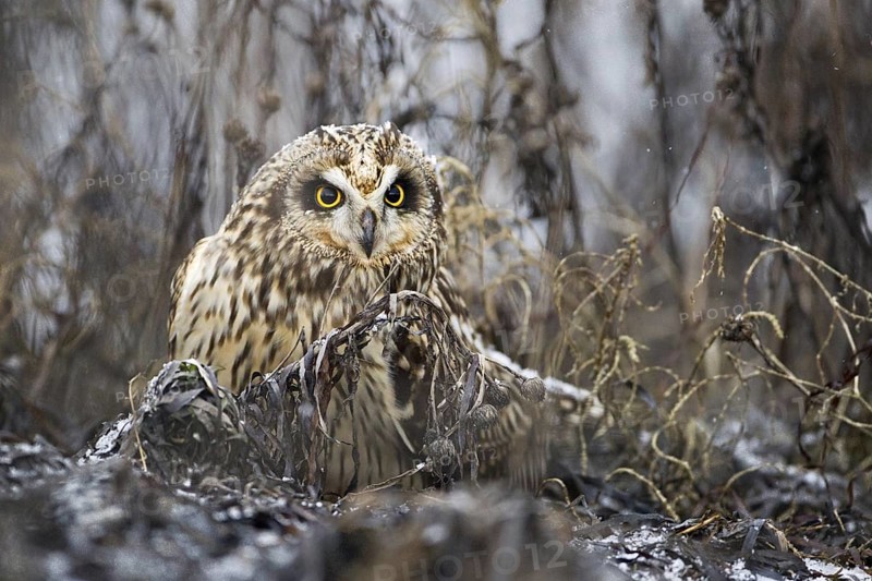 Short-eared Owl (Asio flammeus) juvenile, British Columbia, Canada