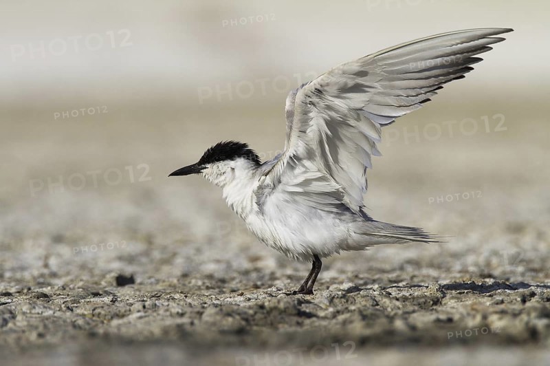 Gull-billed Tern (Gelochelidon nilotica), Castile-La Mancha, Spain