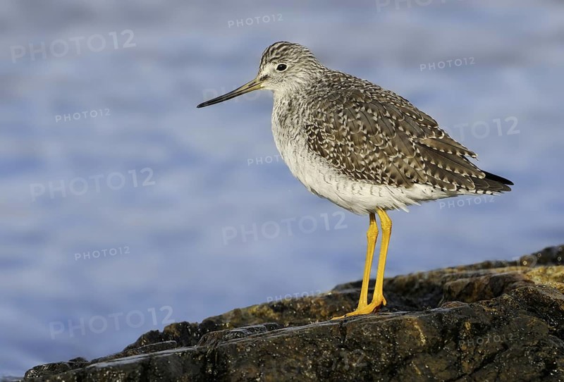 Greater Yellowlegs (Tringa melanoleuca), British Columbia, Canada