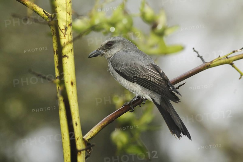 Large Cuckooshrike (Coracina macei), Fraser's Hill, Malaysia