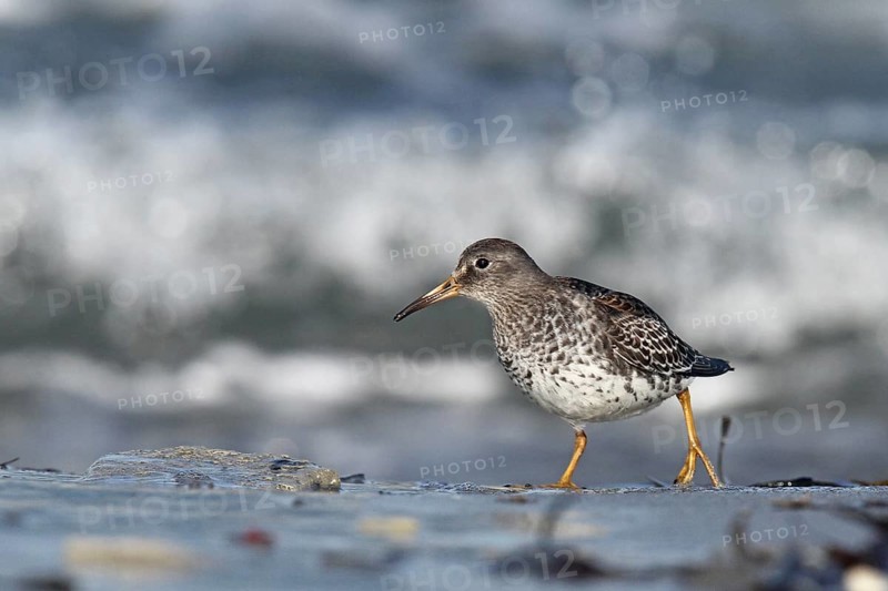 Purple Sandpiper (Calidris maritima), Schleswig-Holstein, Germany