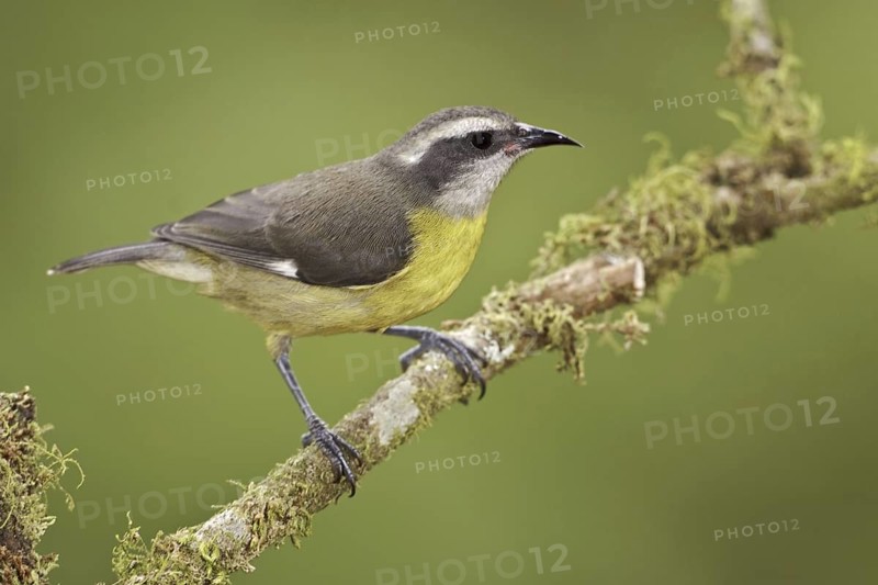Bananaquit (Coereba flaveola), Ecuador