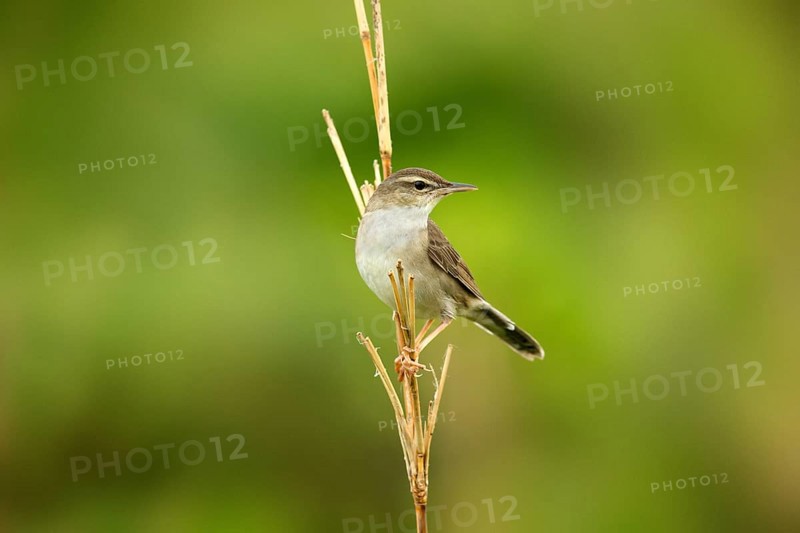 Styan's Grasshopper Warbler (Locustella pleskei), Miyakejima, Japan