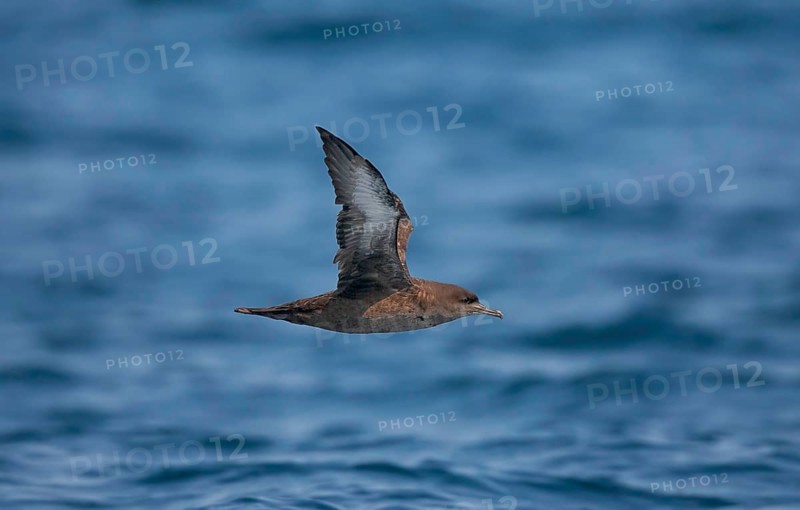 Sooty Shearwater Puffinus griseus San Diego, California, United States 14 September Adult Procellariidae