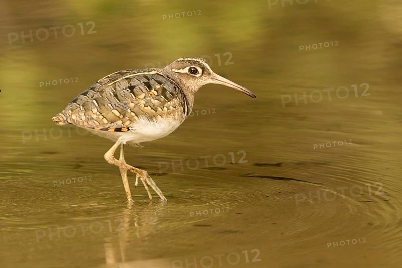 Greater Painted-snipe (Rostratula benghalensis), Gambia
