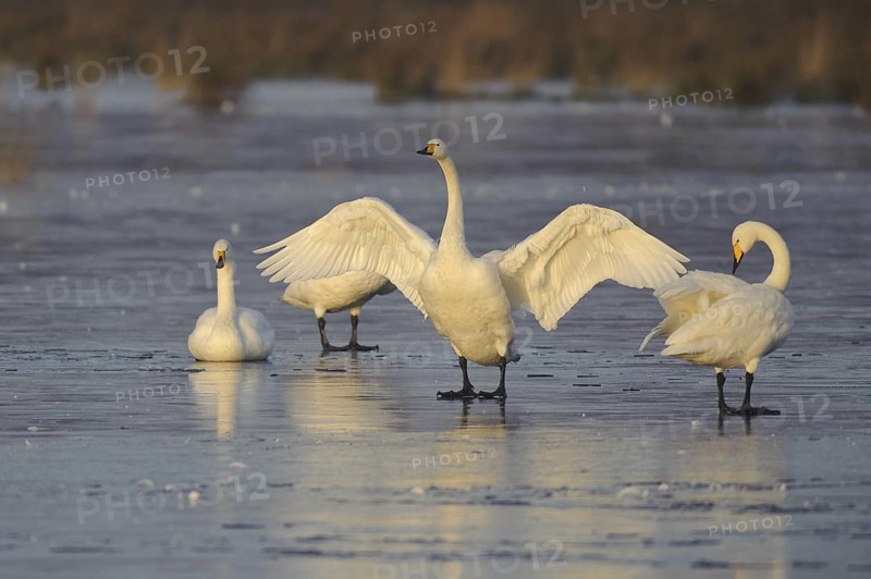 Whooper Swan (Cygnus cygnus), Lower Saxony, Germany