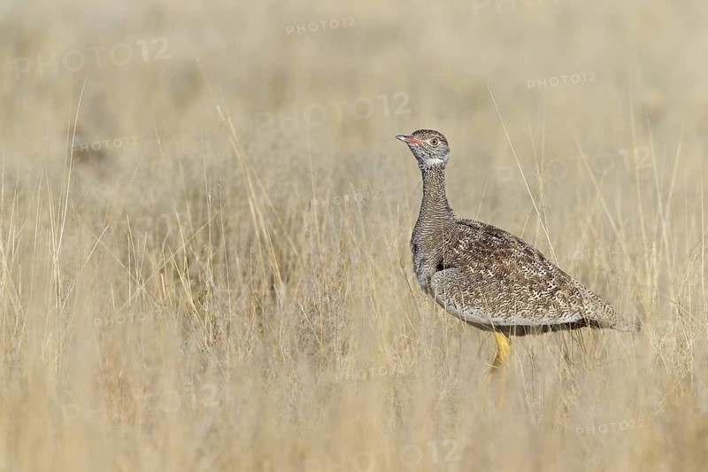 Southern Black Korhaan (Afrotis afra) female, Oshikoto, Etosha National Park, Namibia
