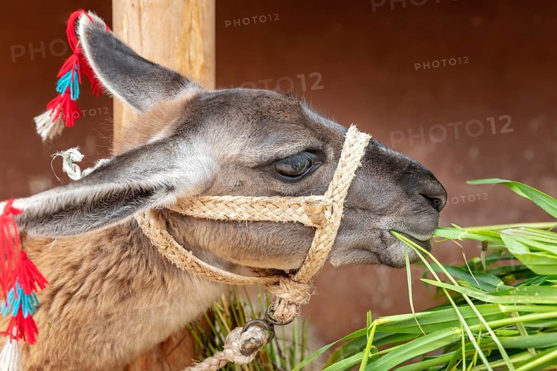 Guanaco (Llama guanicoe), Cusco, Peru