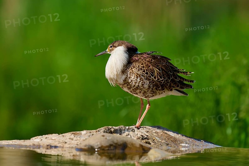 Bird standing on a stone, natural and quiet environment, Ruff (Calidris pugnax), spring, France