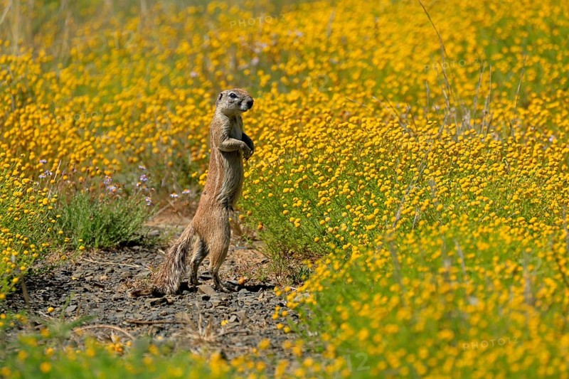 Cape bristle-necked squirrel (Xerus inauris), adult, alert, standing upright, foraging, flower meadow, Mountain Zebra National Park, Eastern Cape, South Africa