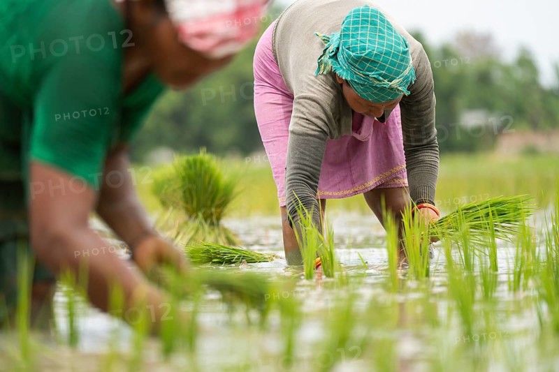 BAKSA, INDIA- JULY 12: Tribal women transplant rice seedlings in a waterlogged paddy field in Baksa, India on July 12, 2025