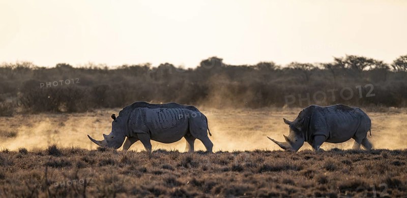 Southern white rhinoceros (Ceratotherium simum simum), Khama Rhino Sanctuary, Serowe, Botswana