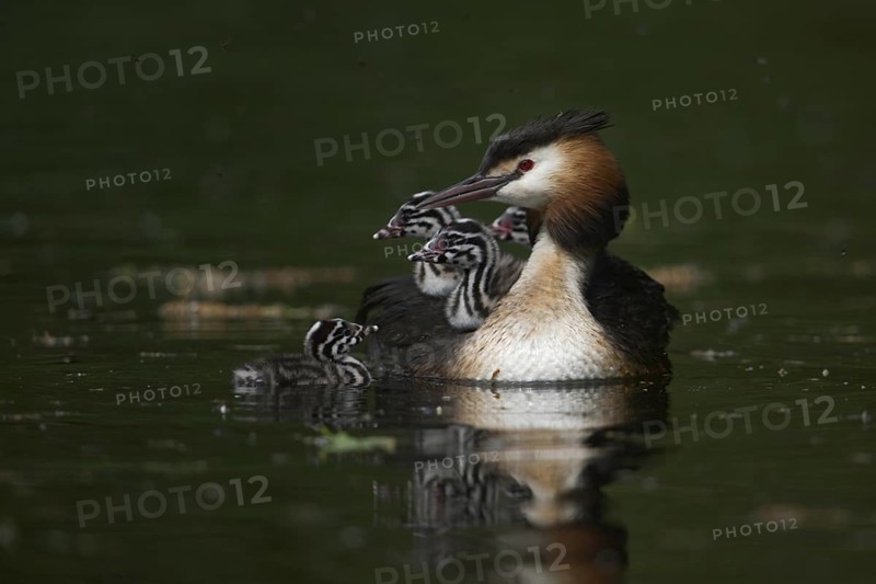Family life... Great Crested Grebe (Podiceps Scalloped ribbonfish) adult bird together with four young birds, carries three chicks on its back, takes the offspring for a walk, young great crested grebes are nest fledglings, leave the nest soon after hatching, cute and funny picture, series animal children, native nature, water birds, Lower Rhine, Rhineland, North Rhine-Westphalia, Germany, Western Europe