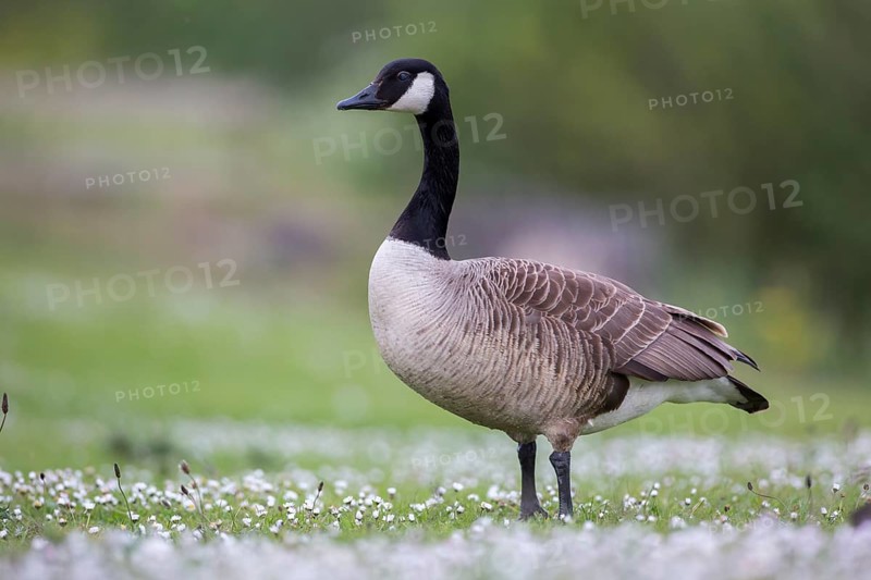 Canada Goose (Branta canadensis), Newcastle, United Kingdom
