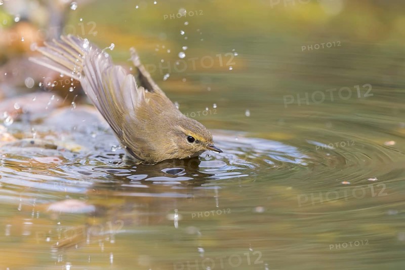 Common Chiffchaff (Phylloscopus collybita) bathing at a waterhole, Lower Saxony, Germany