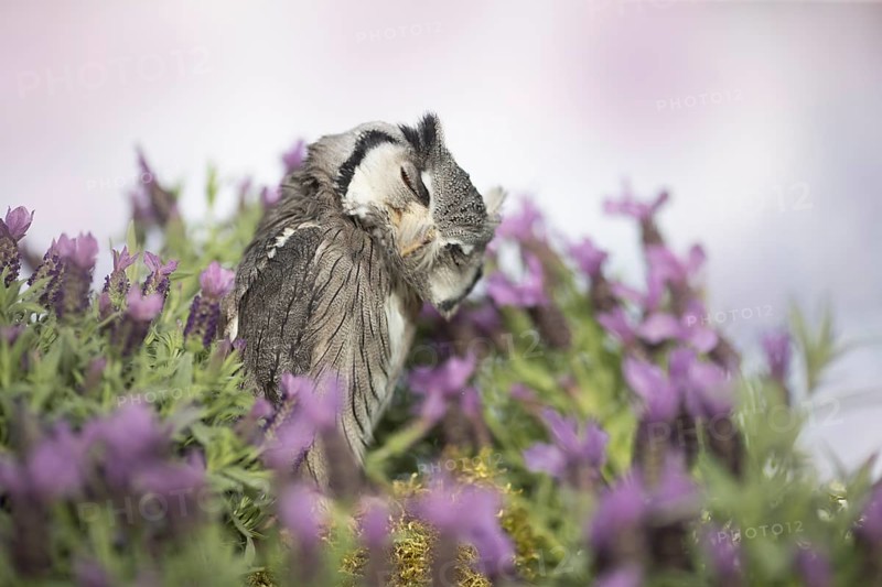 Southern White-faced Owl (Ptilopsis granti) captive, Germany