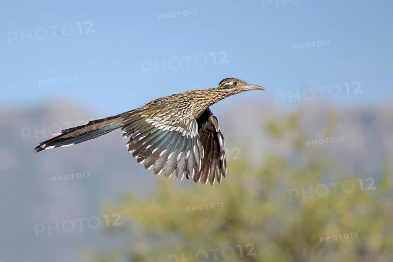 Greater Roadrunner (Geococcyx californianus) flying, Arizona, USA