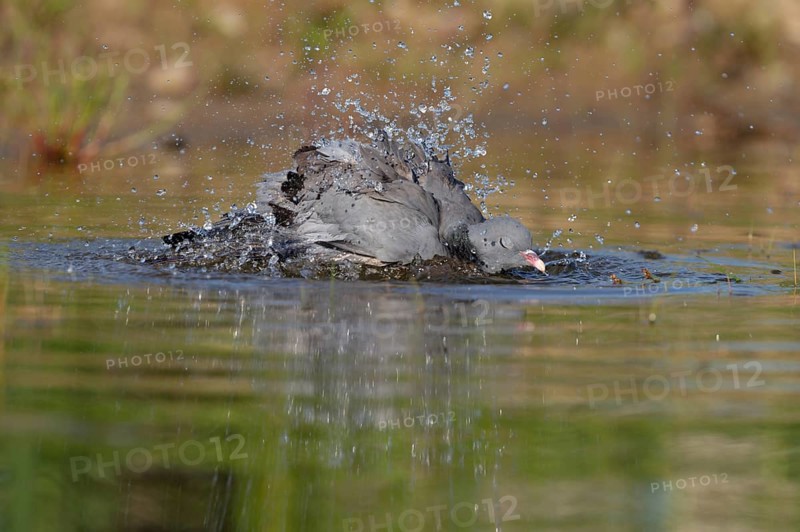 Stock Dove (Columba oenas) bathing, Brandenburg, Germany