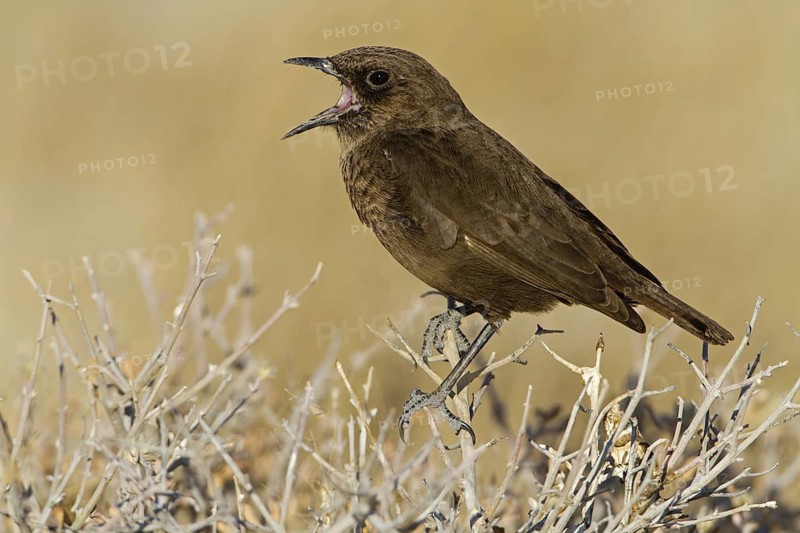 Ant-eating Chat (Myrmecocichla formicivora), Oshikoto, Etosha National Park, Namibia