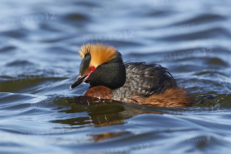 Horned Grebe (Podiceps auritus), Oulu, Finland