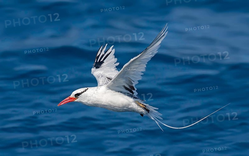 Red-billed Tropicbird Phaethon aethereus San Diego, California, United States 14 September Adult Phaethontidae