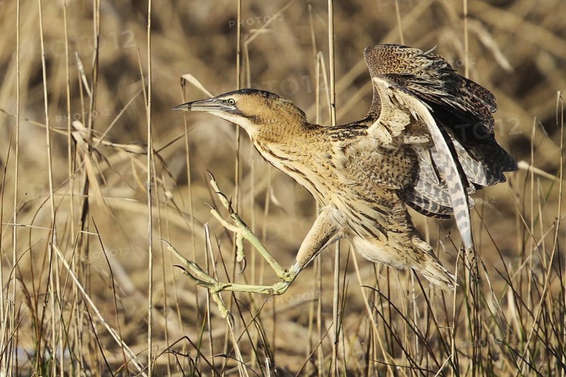 Eurasian Bittern (Botaurus stellaris), Zurich, Switzerland