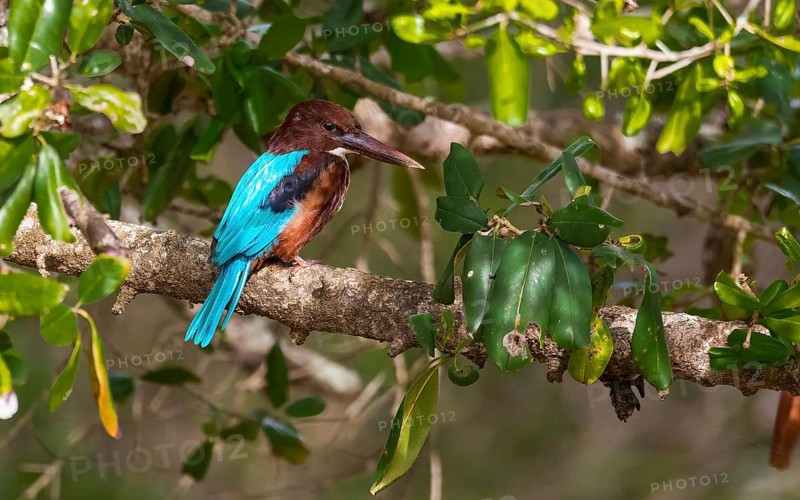 Braunliest (Halcyon smyrnensis) im Yala Nationalpark Sri Lanka