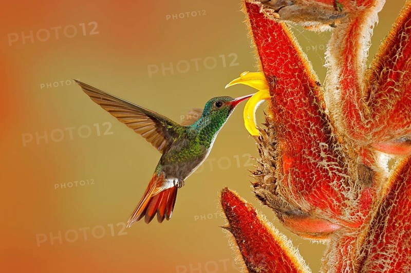 Two birds with red flower. Rufous-tailed Hummingbird, Amazilia tzacatl, bird flying next to beautiful red rose hibiscus flower in nature habitat with green background, bird from mountain