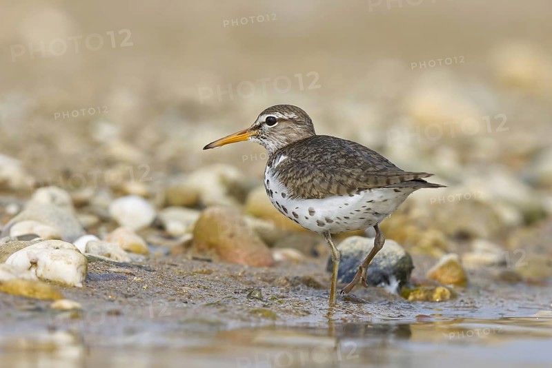 Spotted Sandpiper (Actitis macularius) foraging, North Rhine-Westphalia, Germany