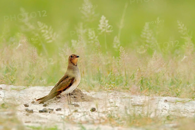 Collared red-winged pratincole, Glareola pratincola, bird sitting in the sand grass, Moremi, Okavango delta, Botswana. Wildlife scene from nature, African brown bird in the meadow habitat