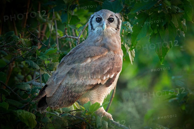 Verreaux's Eagle Owl. Rare African owl in the nature habitat in Okawango delta, Moremi Botswana. Night bird with tree forest habitat