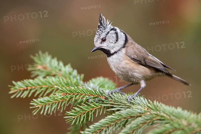 European Crested Tit (Lophophanes cristatus) perched on a spruce branch, Poland