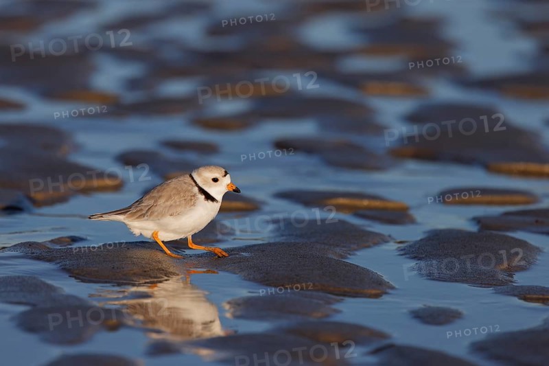 Piping Plover (Charadrius melodus), Massachusetts, USA