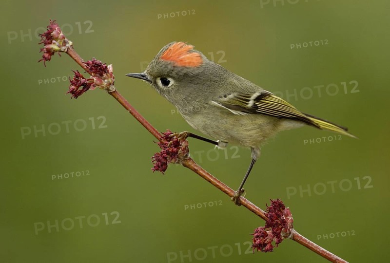Ruby-crowned Kinglet (Regulus calendula), Texas, USA