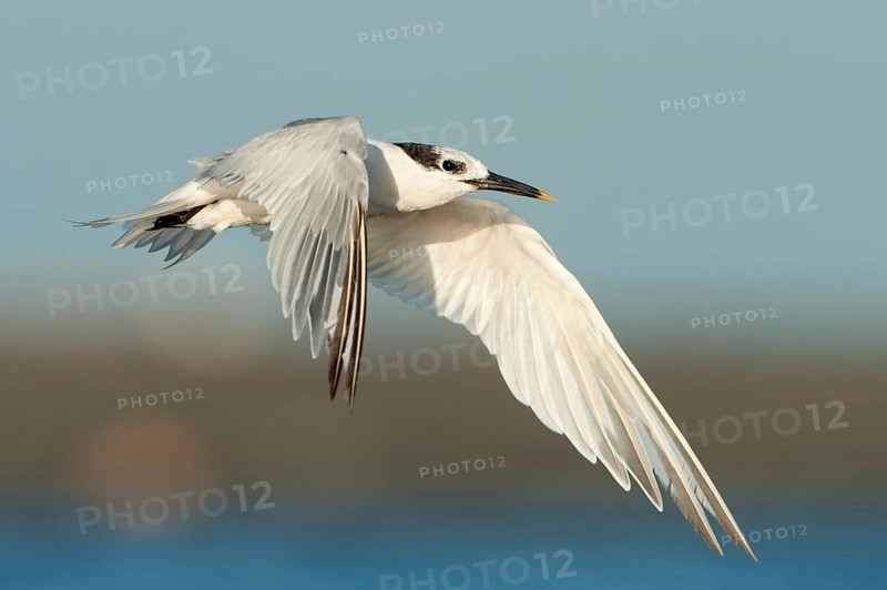 Sandwich Tern (Thalasseus sandvicensis) flying, Texas, USA
