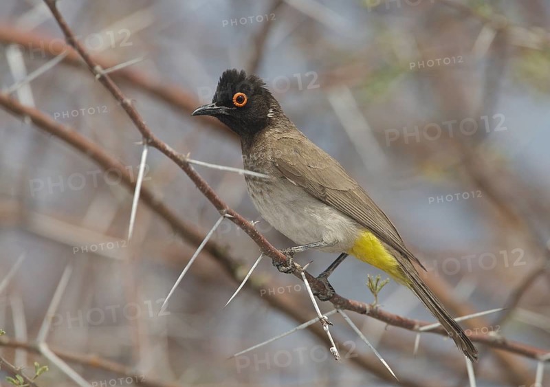 African Red-eyed Bulbul (Pycnonotus nigricans), Kunene, Namibia