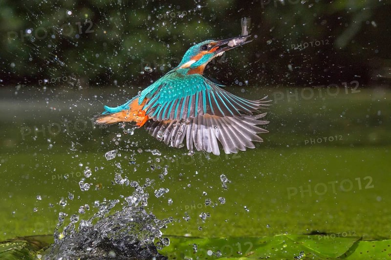 Common Kingfisher (Alcedo atthis) male fishing, Lower Saxony, Germany