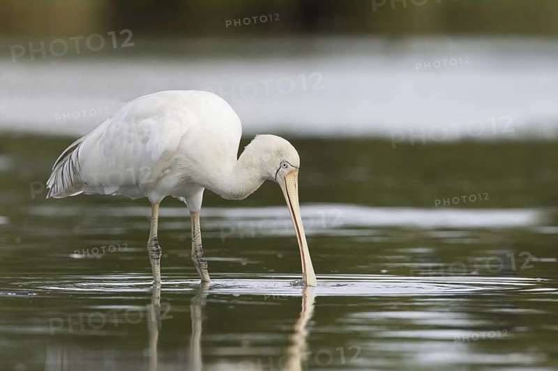 Yellow-billed Spoonbill (Platalea flavipes), Victoria, Australia
