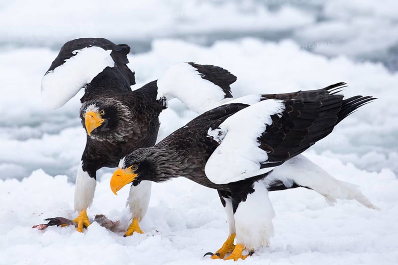 Steller's Sea Eagle (Haliaeetus pelagicus) on snow, Hokkaido, Japan