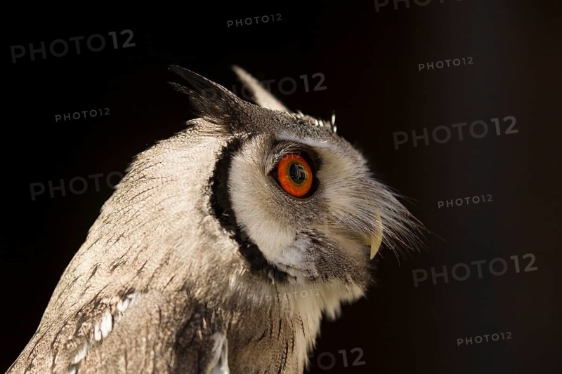 Southern White-faced Owl (Ptilopsis granti) captive, Germany