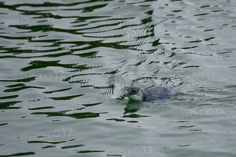 Little Penguin (Eudyptula minor), Stewart Island, New Zealand