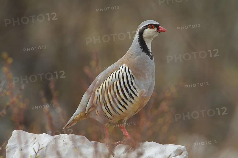 Rock Partridge (Alectoris graeca), Istria, Croatia