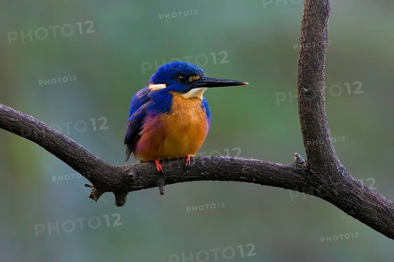 Azure Kingfisher (Ceyx azureus) perched on a branch, Victoria, Australia