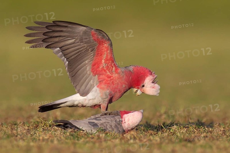 Galah (Eolophus roseicapilla), Victoria, Australia
