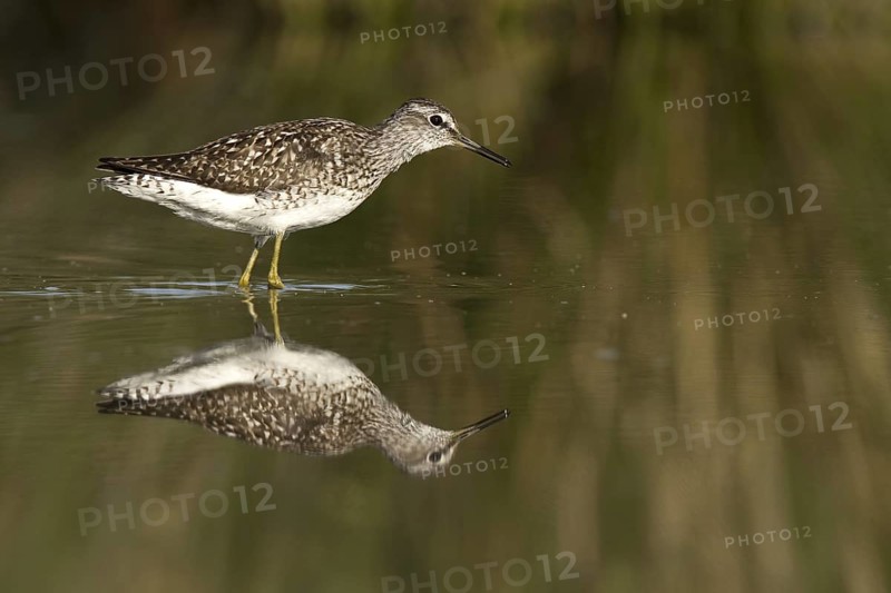 Wood Sandpiper (Tringa glareola), Castile-La Mancha, Spain