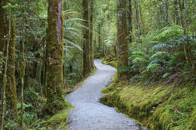 A narrow, moss-lined path winds through a dense forest of ferns and tall trees, summer, Lake Matheson, Fox Glacier, South Island, New Zealand